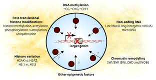As described above, histones are much more than passive structural players within chromatin. Genetic And Epigenetic Influence On The Response To Environmental Particulate Matter Journal Of Allergy And Clinical Immunology