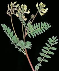 Image result for Astragalus