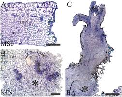 Plant cell, tissue, and organ culture is a set of techniques designed for the growth and multiplication of cells and tissues using nutrient solutions in an aseptic and controlled environment. Scielo Brasil Kinetin And 6 Benzyladenine Induce Different Morphogenetic Responses In Cotyledonary Segments Of Royal Poinciana Kinetin And 6 Benzyladenine Induce Different Morphogenetic Responses In Cotyledonary Segments Of Royal Poinciana