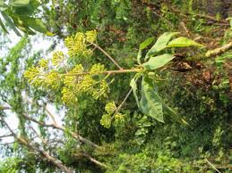 Image result for Solanecio mannii