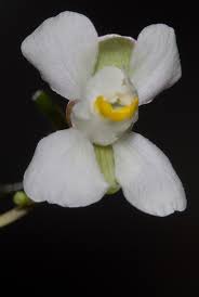 Image result for Cardiospermum corindum