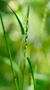 Image result for Rottboellia