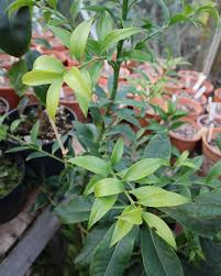 Image result for Nageia nagi