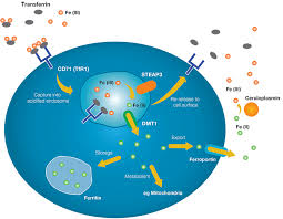 Image result for Transferrin