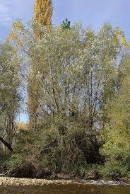 Check spelling or type a new query. Salix Alba Wikiwand