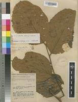 Image result for Parinari capensis