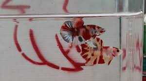 Tempat pemasaran ikan cupang hias. Raup Cuan Bisnis Ikan Cupang Modal Ratusan Ribu Dapat Untung Puluhan Juta