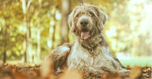 Image result for slovenský ohař hrubosrstý