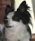 White Long Hair Brown Chihuahua