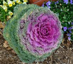 This is another easy to grow plant with a really long bloom time that starts in the summer and continues well into fall. Fall Blooming Perennials And Annuals For A Bold Pop Of Color