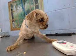 National adoptable and lost & found database. San Bernardino Ca Pug Meet Urgent On 1 15 San Bernadino A Pet For Adoption Pet Adoption Pets Animal Rescue