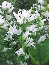 Klokjesbloem Campanula Glomerata Acaulis Zomerbloeier 12 Stuks Kwekersvergelijk Planten Vaste Planten Rotstuin