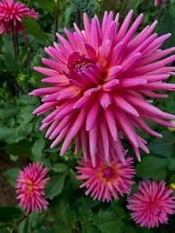 Dahlia nain cactus park princess. 440 More Cactus Dahlias Please Ideas Dahlia Cactus Plants
