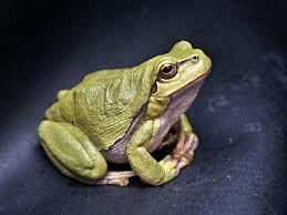 For maximum effect, mix the vinegar with an equal amount of water and then apply it with a spray bottle in the area with frogs. How To Get Rid Of Frogs In Your Garden Ultimate Guide 2021 Bugwiz