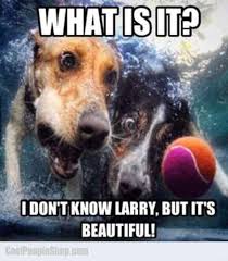 Cool People Shop On Twitter Underwater Dogs Funny Animals Funny Animal Pictures