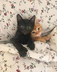 Pinterest For Business Marketing Expert Uk Specialist Cute Cats Baby Animals Kittens Cutest