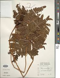 Image result for Tectaria fernandensis