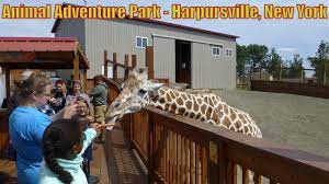 Animal Adventure Park Featuring April The Giraffe Harpursville New York Youtube