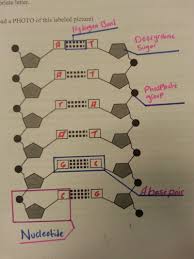 It's these bonds that form between the complementary base sequence of the nitrogenous bases that hold together the two dna strands to form the. Eloise Cloutier