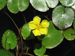Image result for Nymphoides brevipedicellata
