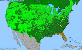Image result for Persicaria meisneriana
