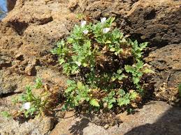 Image result for Stemodiopsis buchananii