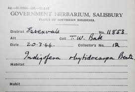 Image result for Indigofera rhytidocarpa