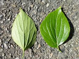 Image result for Celtis sinensis