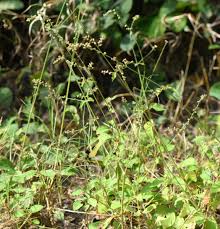 Image result for Amaranthaceae