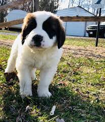 St Bernard Puppies For Sale Stanley Va St Bernard Puppy St Bernard Dogs Puppies