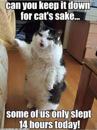 Funny Cat Memes Sleep 14 Hours A Day Cute Funny Animals Funny Animal Pictures Funny Cat Memes
