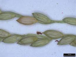 Image result for Digitaria abyssinica