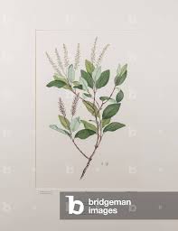 Image result for Cunoniaceae