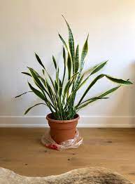 Read on for more about because the snake plant belongs to the genus sansevieria, its full scientific name is sansevieria. Snake Plant Is Too Tall And Droops Due To Thin Leaves Is It Salvageable Should I Cut Off The Drooping Leaves Houseplants