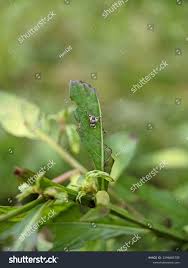 Image result for Rhagoletis completa