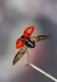 Black And Red Dot Ladybug Pin On Halloween Costumes