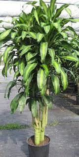 Read care tips at the corn plant is often grown as a houseplant that gets its name from its close resemblance to a cornstalk. Dracaena Fragrans Known As Corn Plant Grown In Many Forms Usually Multiple Plants Of Staggered Heights Hardy Indoors Whe Corn Plant Plants Corn Plant Care