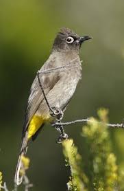 Garden Birds Of South Africa Cape Bulbul Passaros Aves Passaro