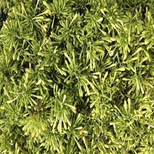 Image result for Telosma africana