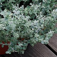 Image result for Helichrysum polioides