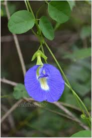 3 Top Medicinal Uses Of Aparajita Butterfly Pea Bunga Telang Sangu Poo Sangu Pushpam Wildturmeric Butterfly Pea Flower Tea Flower Tea Pea Flower