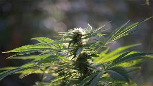 Here, we have listed the top 10 american seed banks to help you purchase cannabis seeds online. 10 Best Seed Banks Online That Ship To Usa 2021 Fast Observer