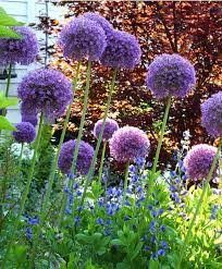 Allium Ambassador Allium Flower Bulb Index Bulb Flowers Allium Garden Journal