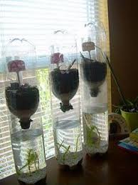 Cranberry Corner Summer Fun Ecosystem Edition Science Projects Ap Environmental Science Science Fair Projects
