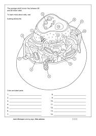 Animal cell coloring worksheet answer key. Animal Cell Anatomy Worksheet Printable Pdf Download