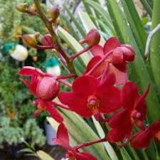 Hibiscus petroleum berhad is malaysia's first listed independent oil and gas exploration and production company. Hibiscus Petroleum Bhd Share Price Hibi Stock Investing Com Uk