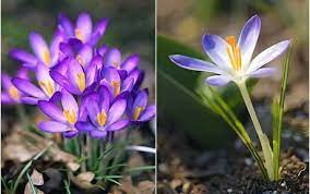 Particularly to provide protection from wet conditions in winter. Winter Plants And Flowers Make The Most Of Winter Sunshine In The Garden