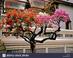 We did not find results for: Stock Photo Multi Coloured Bougainvillea Grafted Onto One Tree In The Garden Of The Grand Palace Bangkok Thailand Bougainvillea Bougainvillea Bonsai Grafting