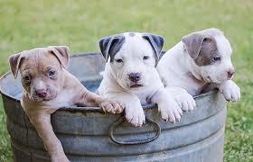 Many people crave having cute and adorable healthy pets. Hd Wallpaper Brown White And Grey American Pit Bull Terrier Puppies Dog Wallpaper Flare