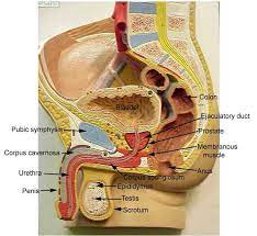 Male Reproductive System Model Google Reproductive System Basic Anatomy And Physiology Female Reproductive System
